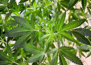 Congressional Progressive Caucus Calls For Marijuana Legalization In First Six Months Of 2021