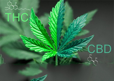 A comparison of CBD and THC