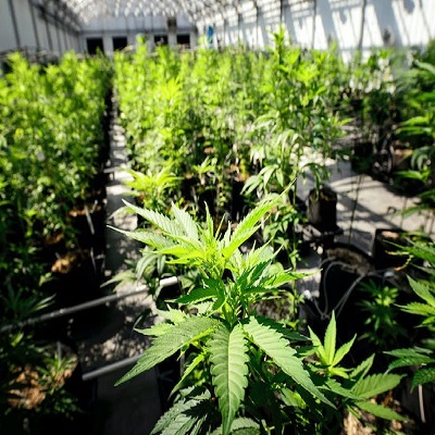  Minnesota to Begin Performing Cannabis Roadside Impairment Tests