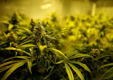 Wave of European Cannabis firms to list in 2020, analyst says