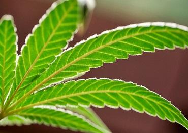 2020 Marijuana Policy Reform Legislation