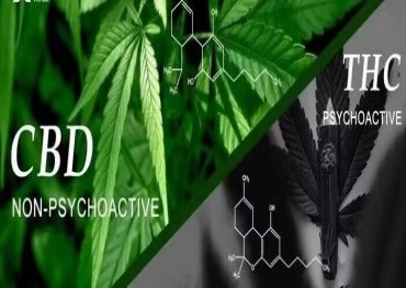 The FDA of the United States reviewed the research on cannabis in the past 50 years, and re-examined and evaluated the future research on cannabis derivatives and CBD.