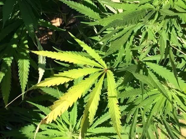 Marijuana questions bill coming back to TN general assembly