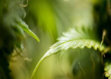 Hemp industrial park in Ukraine aims to create production cluster